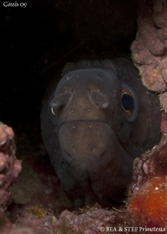 Moray eel. Calanques de Cassis. Canon G10 & Inon D2000. by Bea & Stef Primatesta 