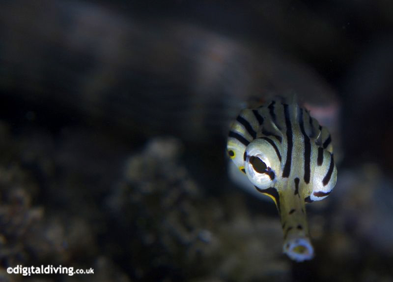 Sleek Cool (Corythoichthys sp 10)- Banded Messmate Pipefish by David Henshaw 