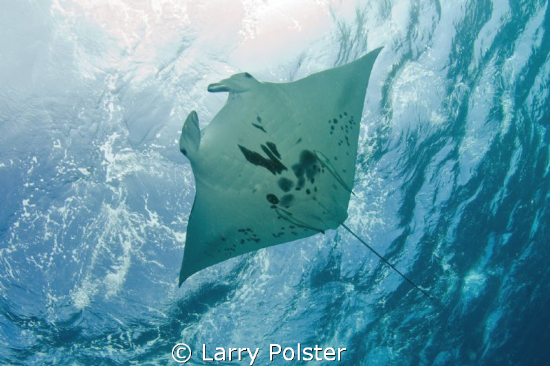 Another pic of more than a dozen Mantas in Devil's Highwa... by Larry Polster 