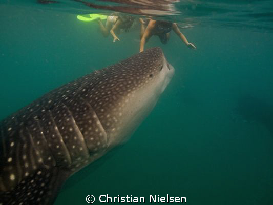 Don't worry, I am a vegetarian ;-)
Snorkeling with Whale... by Christian Nielsen 