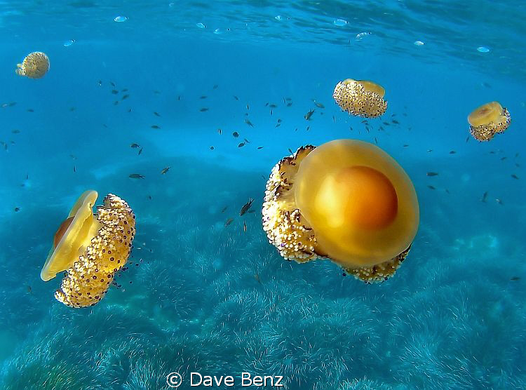 Welcome to Jelly-world... by Dave Benz 