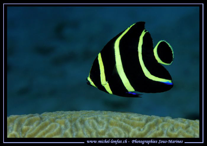 A Juvenil Butterfly fish in Bonaire... Que du Bonheur... ... by Michel Lonfat 