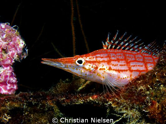 Coulour of the Maldives - Longnose Hawkfish
Olympus E330... by Christian Nielsen 