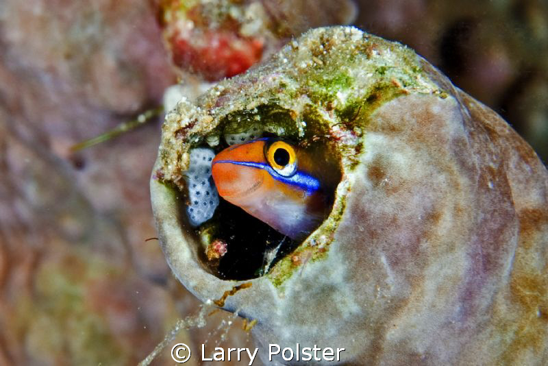 "Mr. Blenny"   D300-60mm with Subsee adapter by Larry Polster 