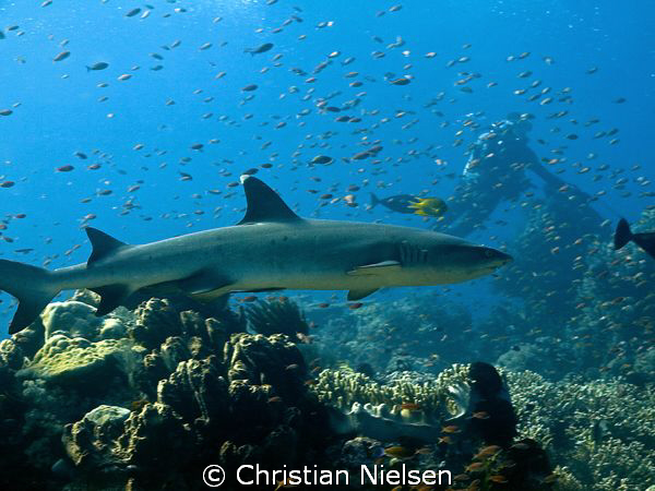 Whitetip Reef Shark and Diver on Castle Rock, Komodo.
Fa... by Christian Nielsen 