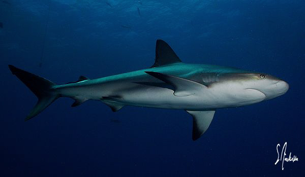This image of a Caribbean Reef Shark was taken during a s... by Steven Anderson 