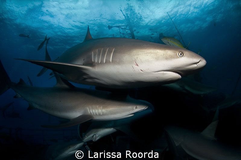 Extreme shark diving, Nassau, Bahamas.  Notice the two sh... by Larissa Roorda 