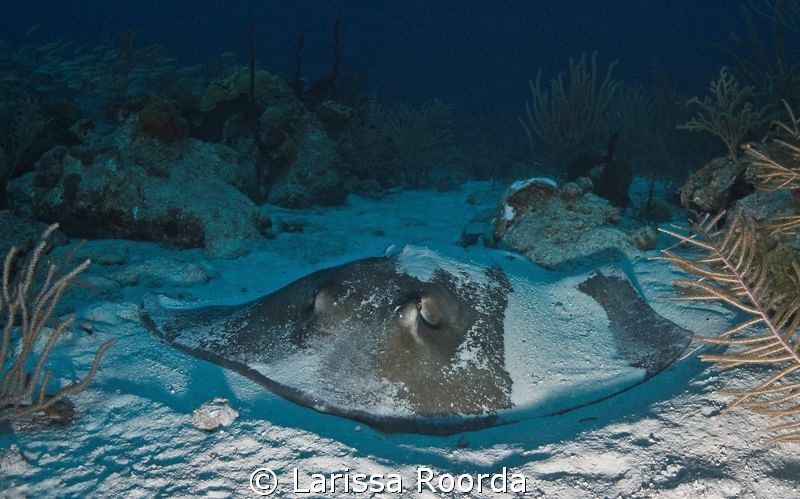 Stingray resting in the sand.  Wasn't disturbed at all by... by Larissa Roorda 