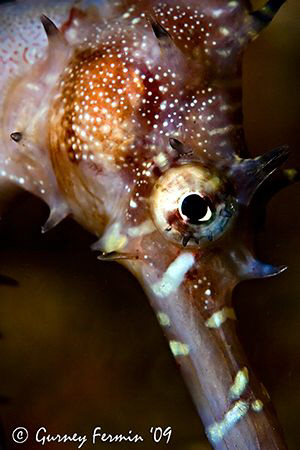 This is a shy sea horse that was trying hard not to be no... by Gurney Fermin 