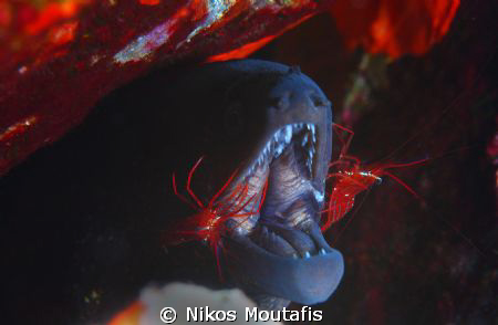 giant moray & dentists by Nikos Moutafis 
