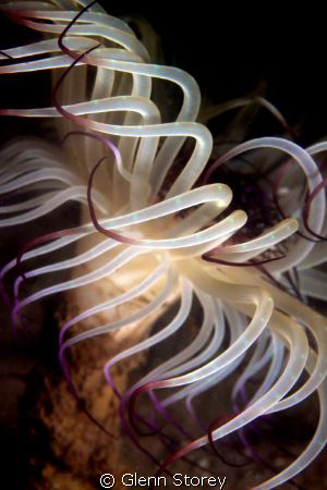 Tube Anemone in the Swan river Perth. Night dive Using Ca... by Glenn Storey 