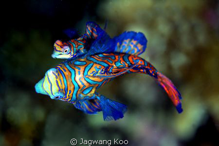 Mating of Mandarin fish
Canon 5D Mark2
Sea&Sea Housing ... by Jagwang Koo 