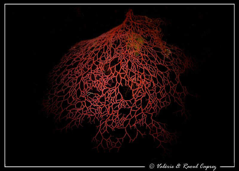 The red of the Red Sea ... 
Picture taken with a Canon G... by Raoul Caprez 