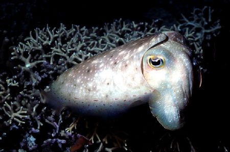 Cuttlefish; Albatross Pass, NIP, PNG.  Houised nikon F; 5... by Rick Tegeler 