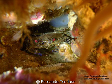 This is a kind of crab named "Navalheira" in portuguese.
... by Fernando Trindade 