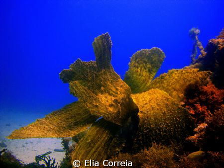 Blue and green! by Elia Correia 