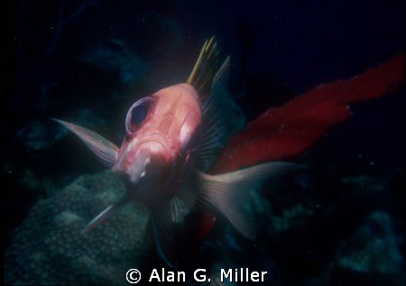 Squirrelfish on my last frame for that roll of film, Koda... by Alan G. Miller 