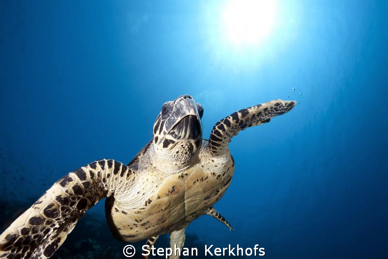 Hawksbill turtle taken in full flight behind Thomas Reef. by Stephan Kerkhofs 