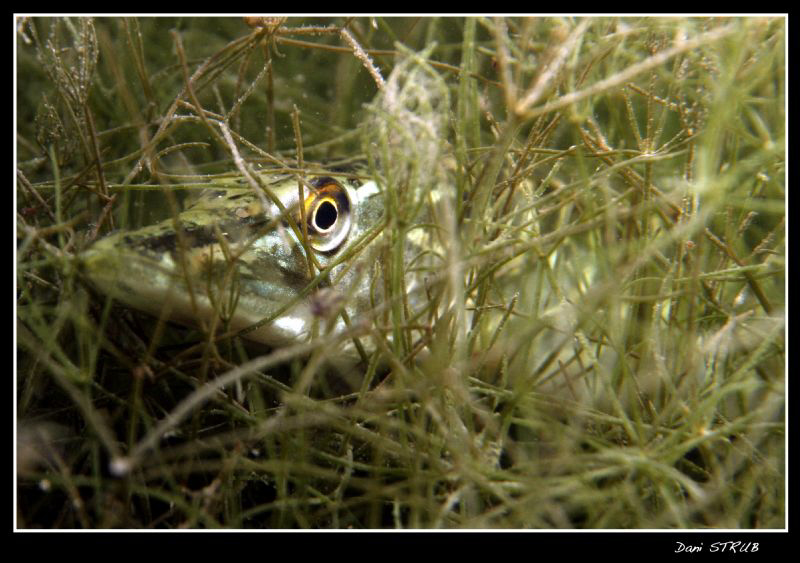 Young Pike in the seegrass, 70mm, f6.3, 1/80 by Daniel Strub 