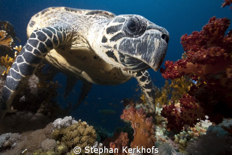 Hawksbill turtle up close and personal! by Stephan Kerkhofs 