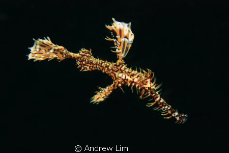 This is an ornate ghost pipe fish. Taken this June during... by Andrew Lim 