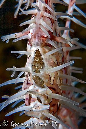 A very pregnant ornate ghost pipe fish tummy showing off ... by Gurney Fermin 