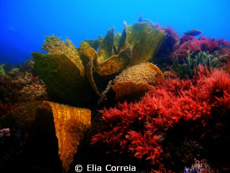 Taken in Sesimbra. by Elia Correia 