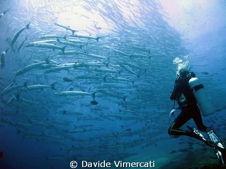 wonder why they call it "barracuda point"?!?
taken with ... by Davide Vimercati 