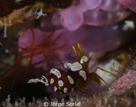 Squat shrimp (Thor amboinensis) by Jorge Sorial 