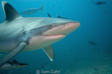 Silvertip reef shark taken in Beqa Channel, Fiji.  During... by Sam Cahir 