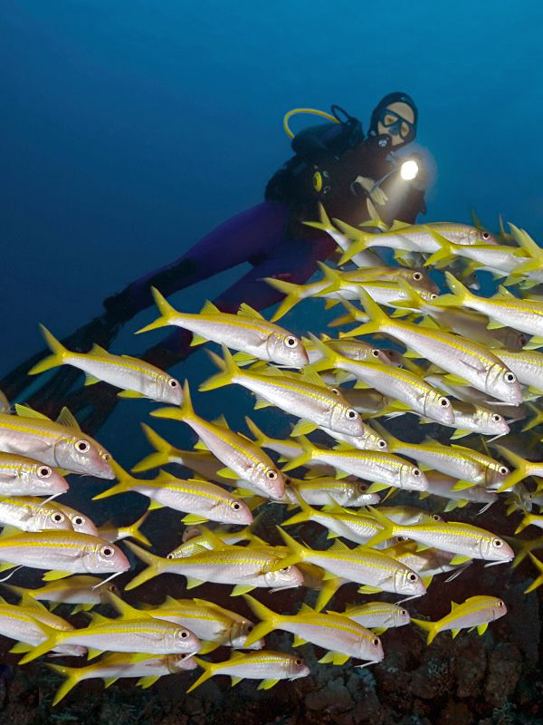 "School of Yellowfin goatfishes with Diver"

Shot from ... by Henry Jager 