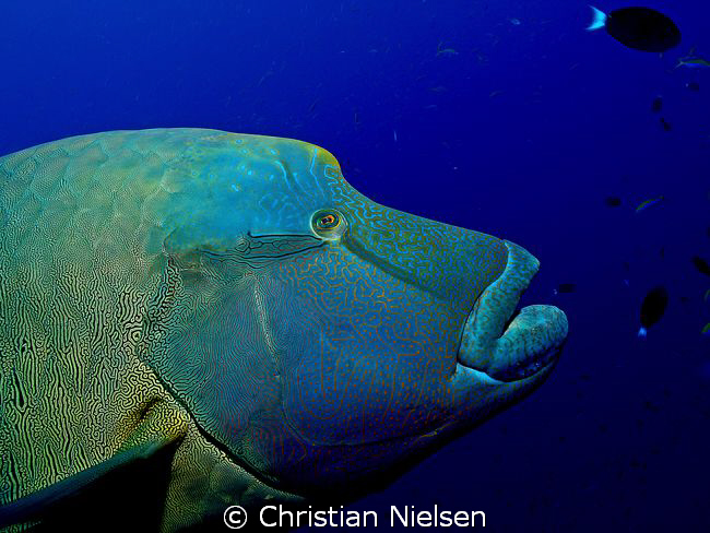 Look at me.
Male Napoleon posing at Fishhead in the Mald... by Christian Nielsen 