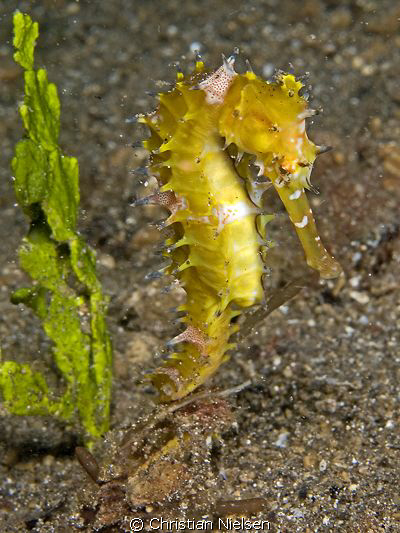 Seahorse posing.
Photo shot on a Muck divesite called Su... by Christian Nielsen 