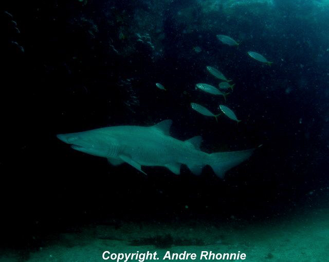 grey nurse shark by Andre Rhonnie 