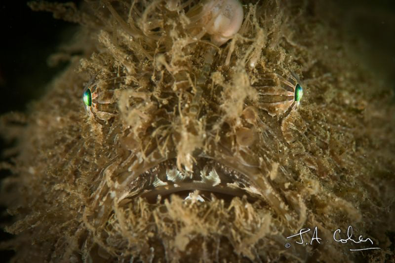 Striated Frogfish by Julian Cohen 