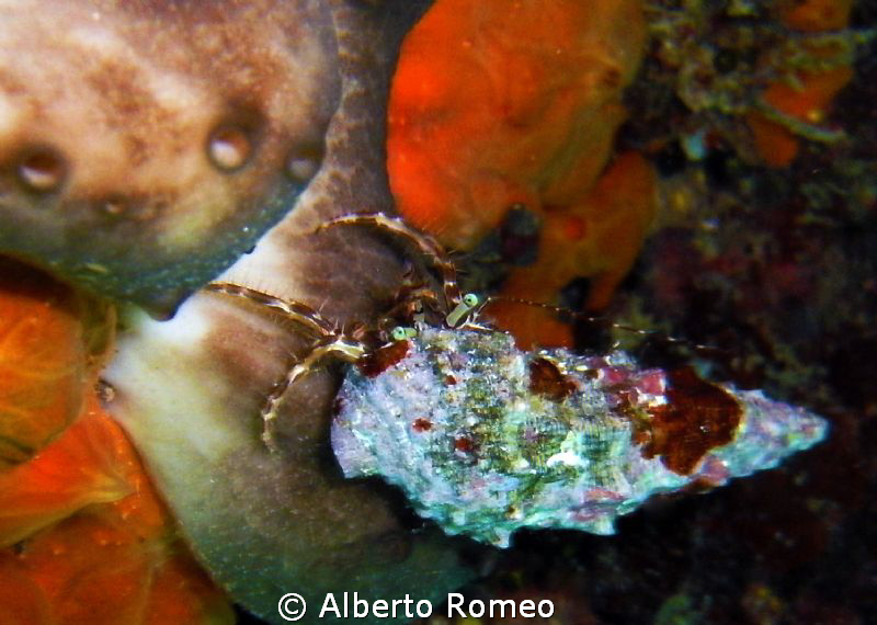 A little Hermit crab in apnea skindiving. Mondello, Sicil... by Alberto Romeo 