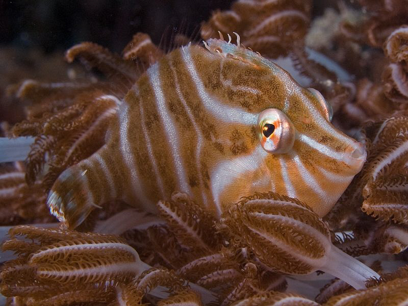 Radial Leatherjacket. East of Dili, East Timor by Doug Anderson 