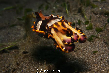 Flamboyant cuttlefish

Taken in Manado, Indonesia. June... by Andrew Lim 