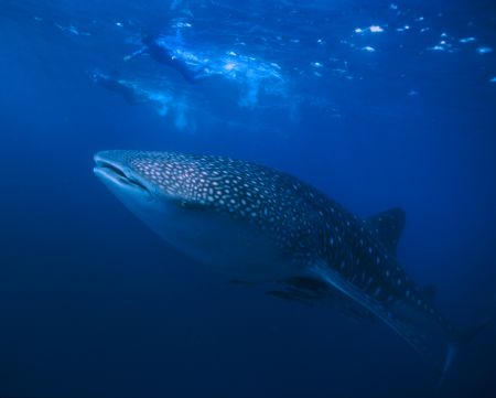 Whale shark in Mahé - Seychelles  by Viora Alessio 