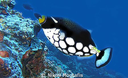ballistas clown trigger fish--Apo reef by Nikos Moutafis 