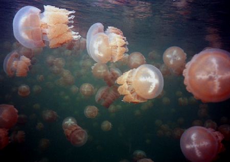 Jellyfish Lake in Palau, Micronesia. Thousands of Mastigi... by Robyn Churchill 