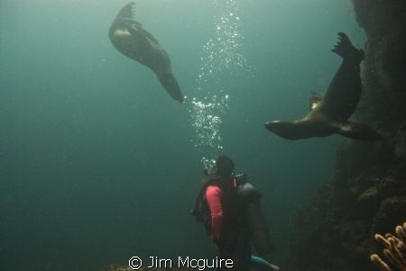 This was the Sea of Cortez and the pups were very curious... by Jim Mcguire 