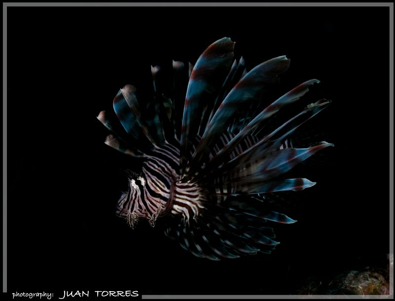 A LionFish, although an invader in these waters, still ma... by Juan Torres 