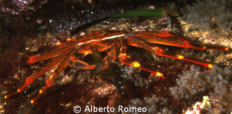 The crab Percnon gibbesi; an alien critter come in Medite... by Alberto Romeo 