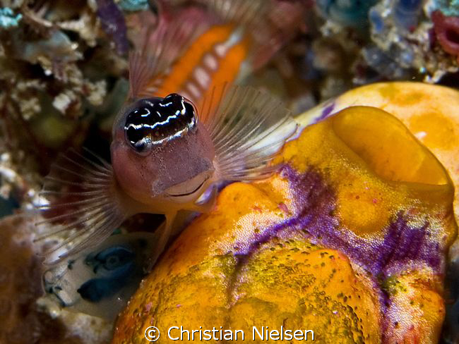 Blenny resting.
I like the "smile" on this little fish.
... by Christian Nielsen 