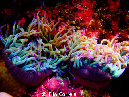 Anemones! by Elia Correia 