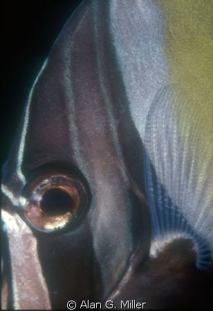 Masked Bannerfish, Nikons V 35 mm with 1:2 macro tube, SB... by Alan G. Miller 