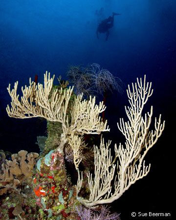 A diver floats over soft corals in Utila by Susan Beerman 