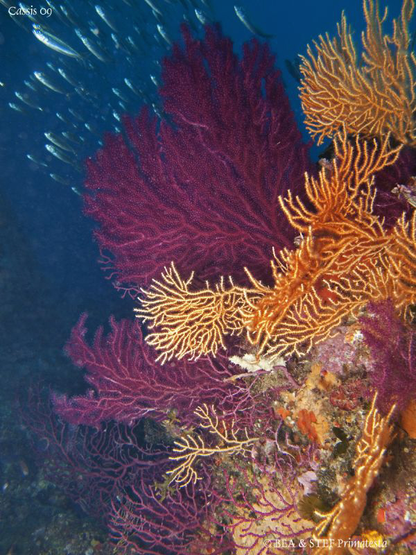 Colourful gorgonian. Calanques de Cassis. Canon G10 & Ino... by Bea & Stef Primatesta 