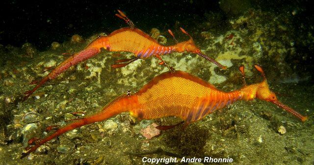 couple weedy sea dragon by Andre Rhonnie 